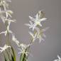 Preview: Orchidee Seiden-/Kunstpflanze cremeweiß | Mooie Tijd